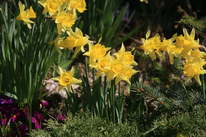 The Friends daffodils